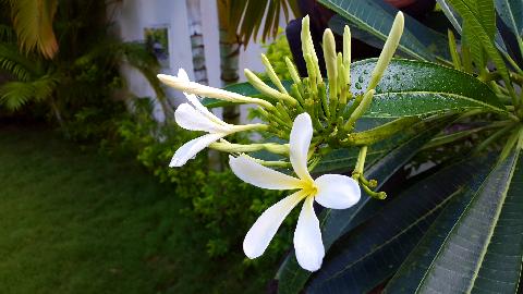Goa Flowers - Download Goa Photos